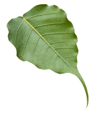 İzole Bo yaprak