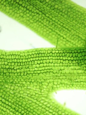 Yakınlaştırma mikroorganizma yosun