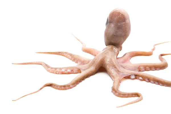 Rå blæksprutte på hvid baggrund - Stock-foto