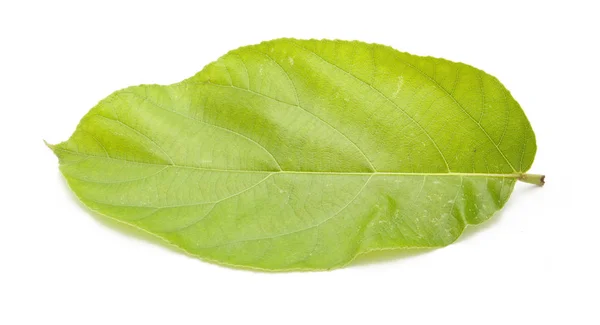 Green leaves on white background — Stock Photo, Image