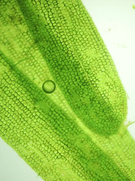 Zoom microorganism algae — Stock Photo, Image