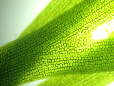 Yakınlaştırma mikroorganizma yosun