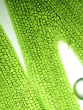 Yakınlaştırma mikroorganizma yosun