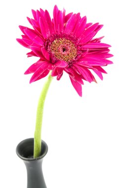 Tek gerbera çiçek pembe beyaz arka plan üzerinde izole