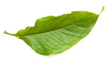 geri yeşil yaprakları üzerine beyaz 