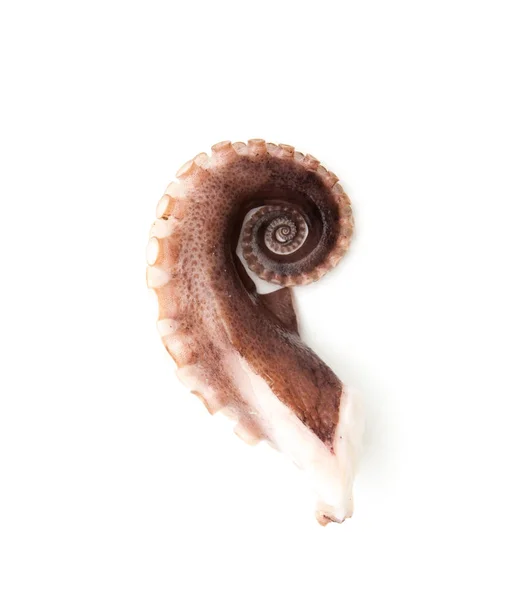 Tentakels van de octopus geïsoleerd op wit — Stockfoto