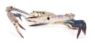 Mavi üzerine beyaz izole Yengeç 