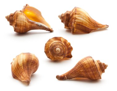 Koleksiyon deniz kabuğu üzerinde beyaz izole