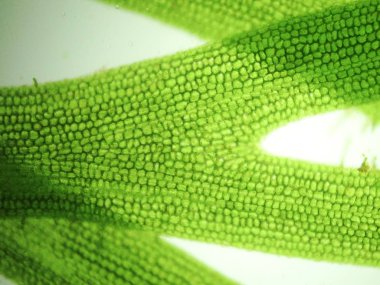 Yakınlaştırma mikroorganizma yosun