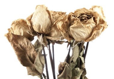 kurutulmuş gül izole 