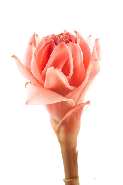 Rózsaszín fáklya gyömbér virág etlingera elatior — Stock Fotó