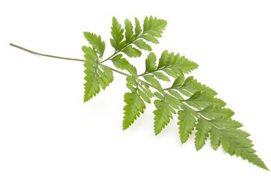 Eğreltiotu beyaz arkaplanda izole