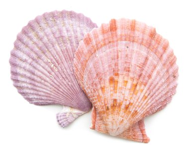 Deniz tarağı yumuşakça kabuğu üzerinde beyaz izole 