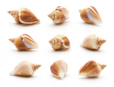 Koleksiyon deniz kabuğu üzerinde beyaz izole