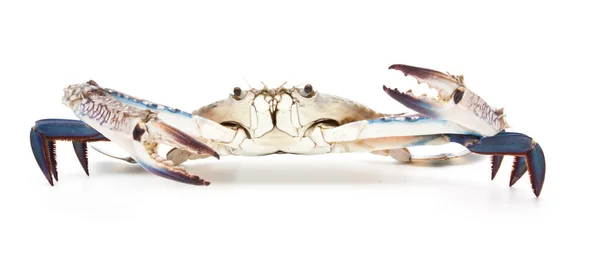 Blå krabba isolerad på vit — Stockfoto