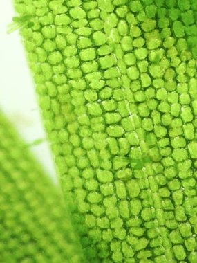 Yakınlaştırma mikroorganizma yosun