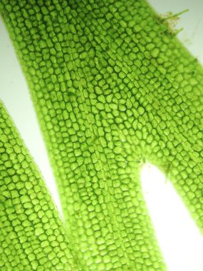 Yakınlaştırma mikroorganizma yosun