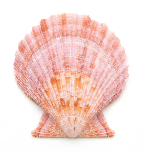 Gusci molluschi di vongola isolati su bianco — Foto Stock