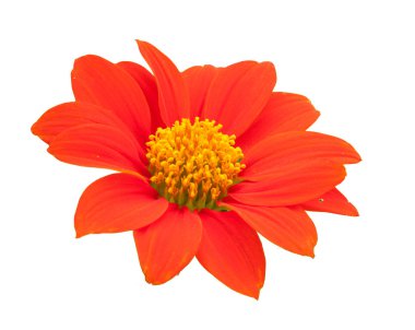 Yeşil turuncu çiçekler