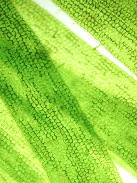 Zoom Mikroorganismen Algen — Stockfoto