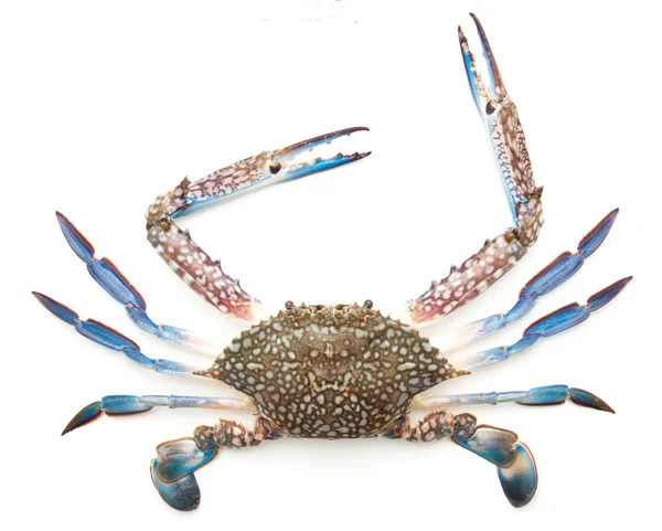 Crabe bleu isolé sur blanc — Photo