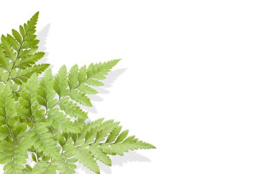 Eğreltiotu beyaz arkaplanda izole