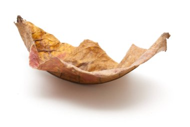 Kuru yaprak closeup izole