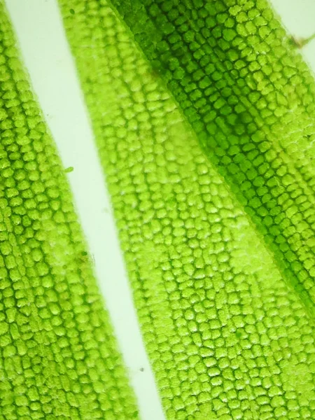 Yakınlaştırma mikroorganizma yosun