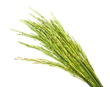 Yeşil Beyaz kazığa