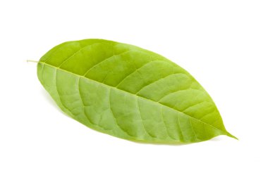 beyaz arkaplanda yeşil yapraklar