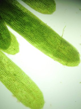 Yakınlaştırma mikroorganizma yosun