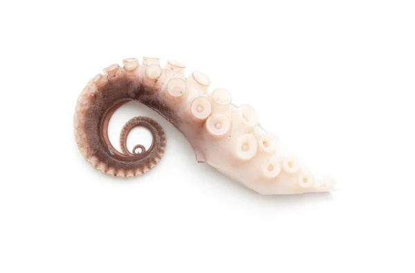 Tentakels van de octopus geïsoleerd op wit — Stockfoto