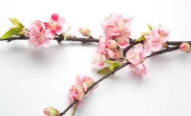 Sahte sakura çiçeği beyaz 