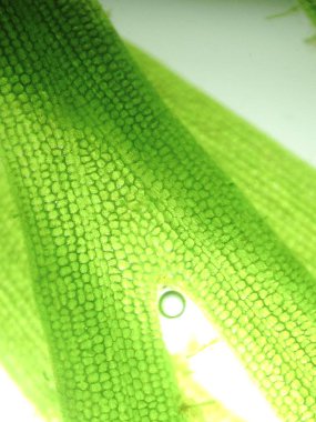 Yakınlaştırma mikroorganizma yosun