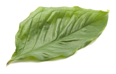 beyaz arkaplanda yeşil yapraklar