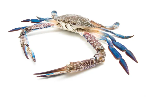 Close up blue crab isolated on white — Stock Photo, Image