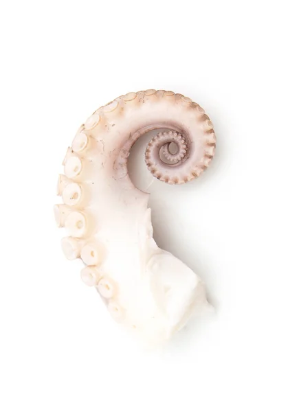 Tentakels van de octopus geïsoleerd op wit — Stockfoto