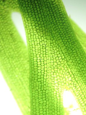 Yakınlaştırma mikroorganizma yosun