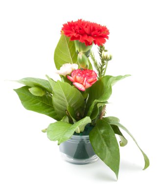 izole güzel kırmızı karanfil çiçek