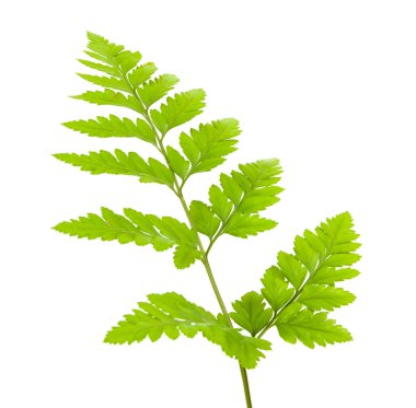 eğreltiotu üzerinde beyaz izole 