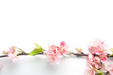 Sahte sakura çiçeği beyaz 