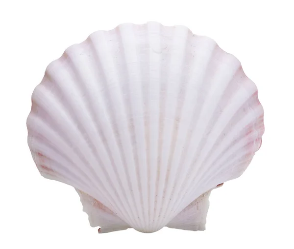 white clam shell isolated on transparent background ,sea shell top