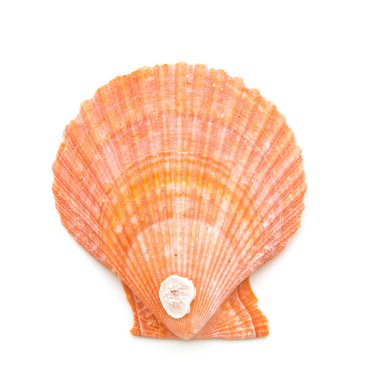 Deniz tarağı yumuşakça kabuğu üzerinde beyaz izole 