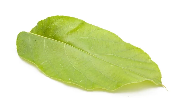 Hojas verdes sobre fondo blanco — Foto de Stock