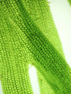 Yakınlaştırma mikroorganizma yosun