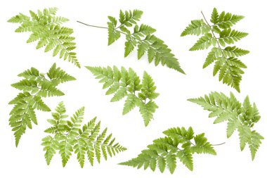 Eğreltiotu beyaz arkaplanda izole