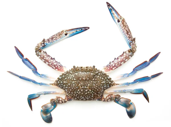 Crabe bleu isolé sur blanc — Photo