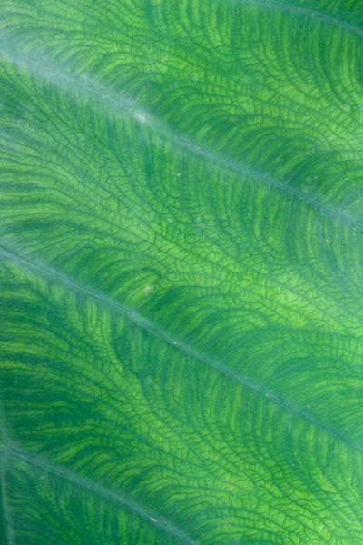 Naturalny liść zielony — Zdjęcie stockowe