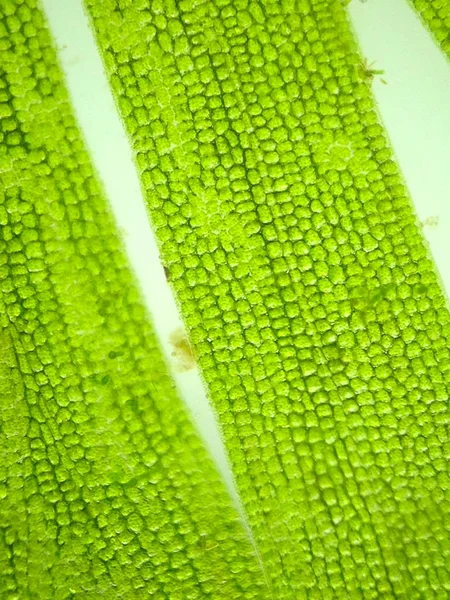 Zoom microorganism algae — Stock Photo, Image