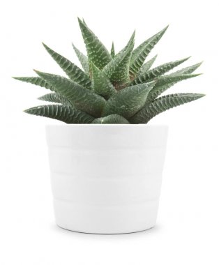 haworthia limifolia izole